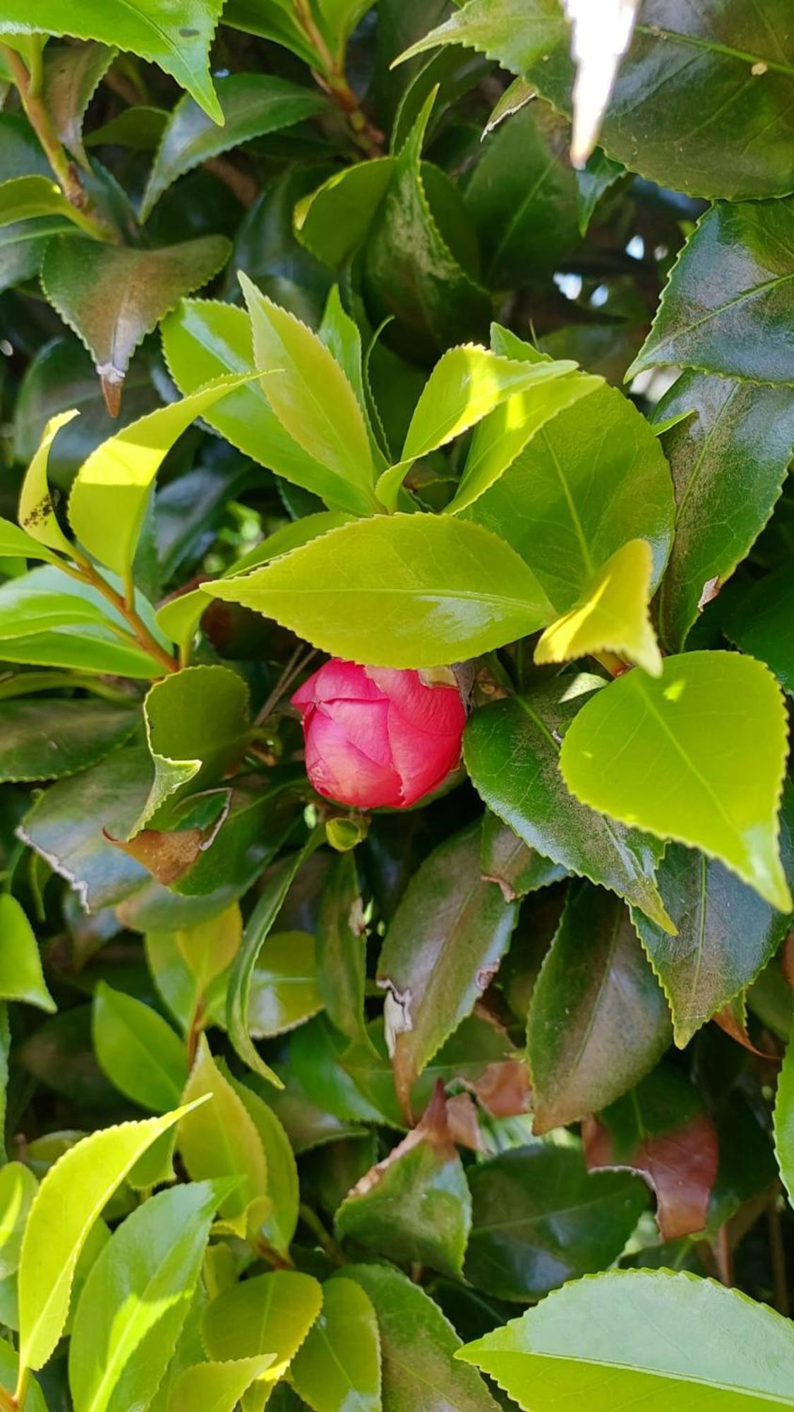 Lajes das Flores Retiro Das Camelias 1 מראה חיצוני תמונה