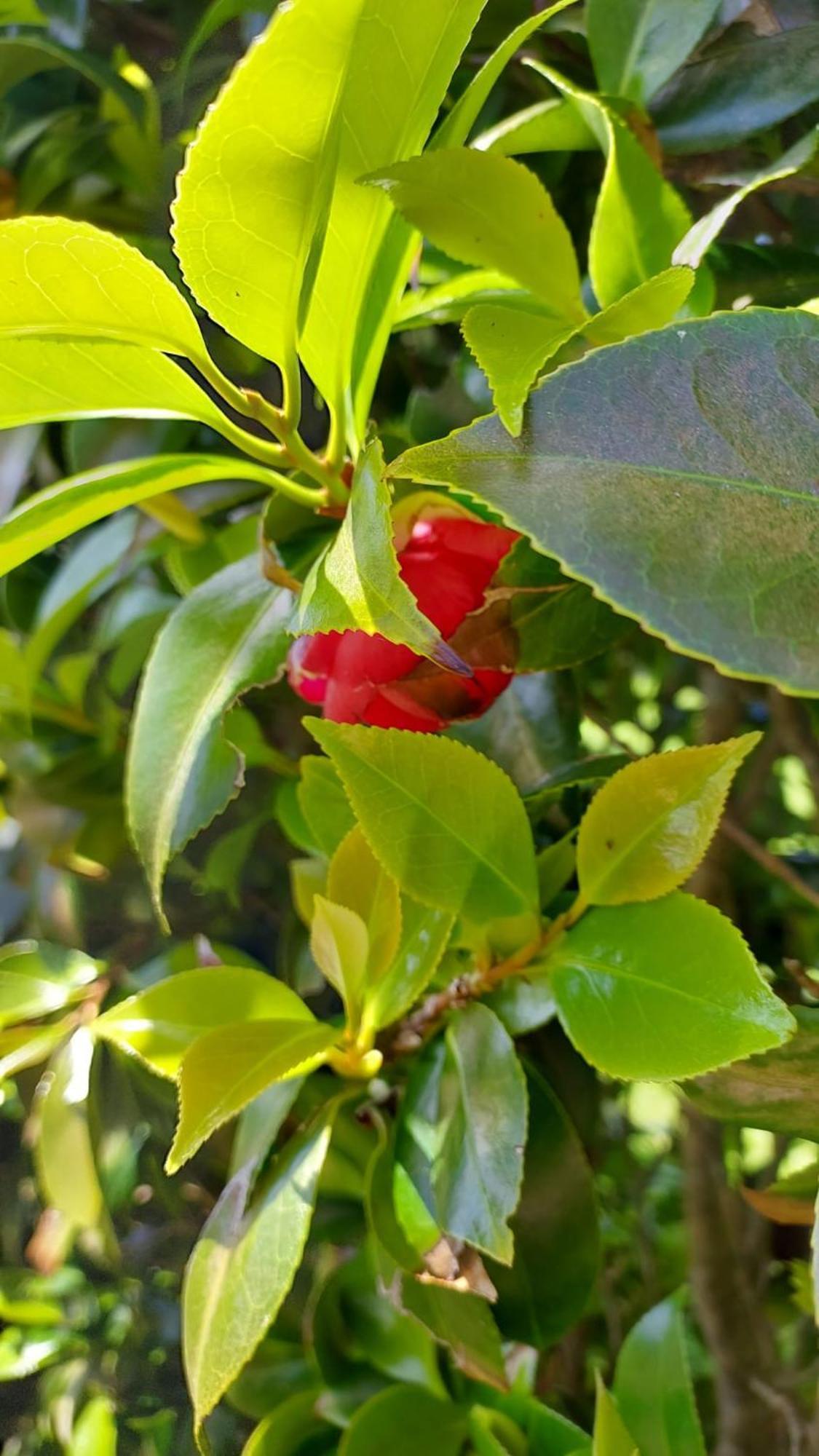 Lajes das Flores Retiro Das Camelias 1 מראה חיצוני תמונה