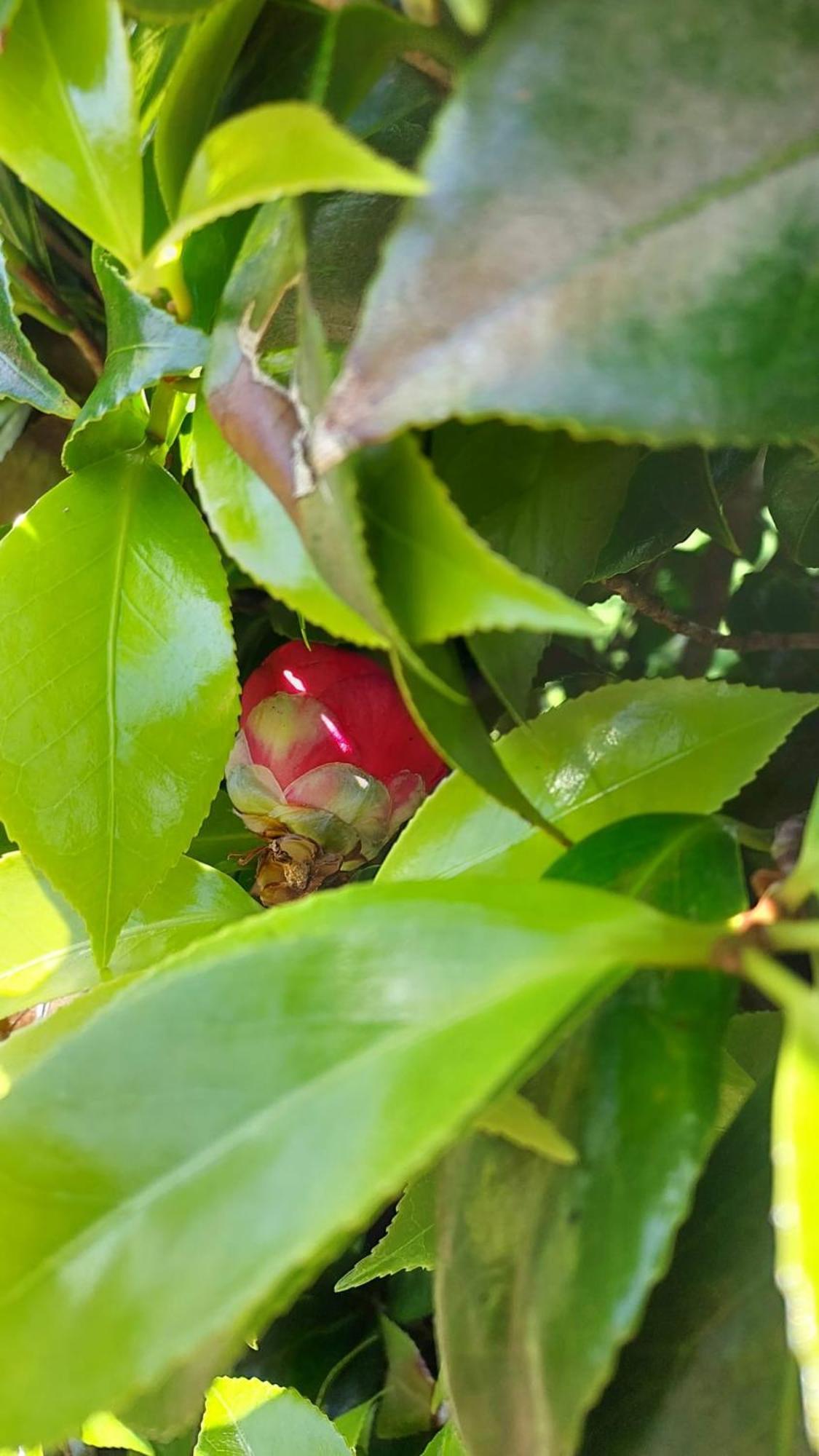 Lajes das Flores Retiro Das Camelias 1 מראה חיצוני תמונה