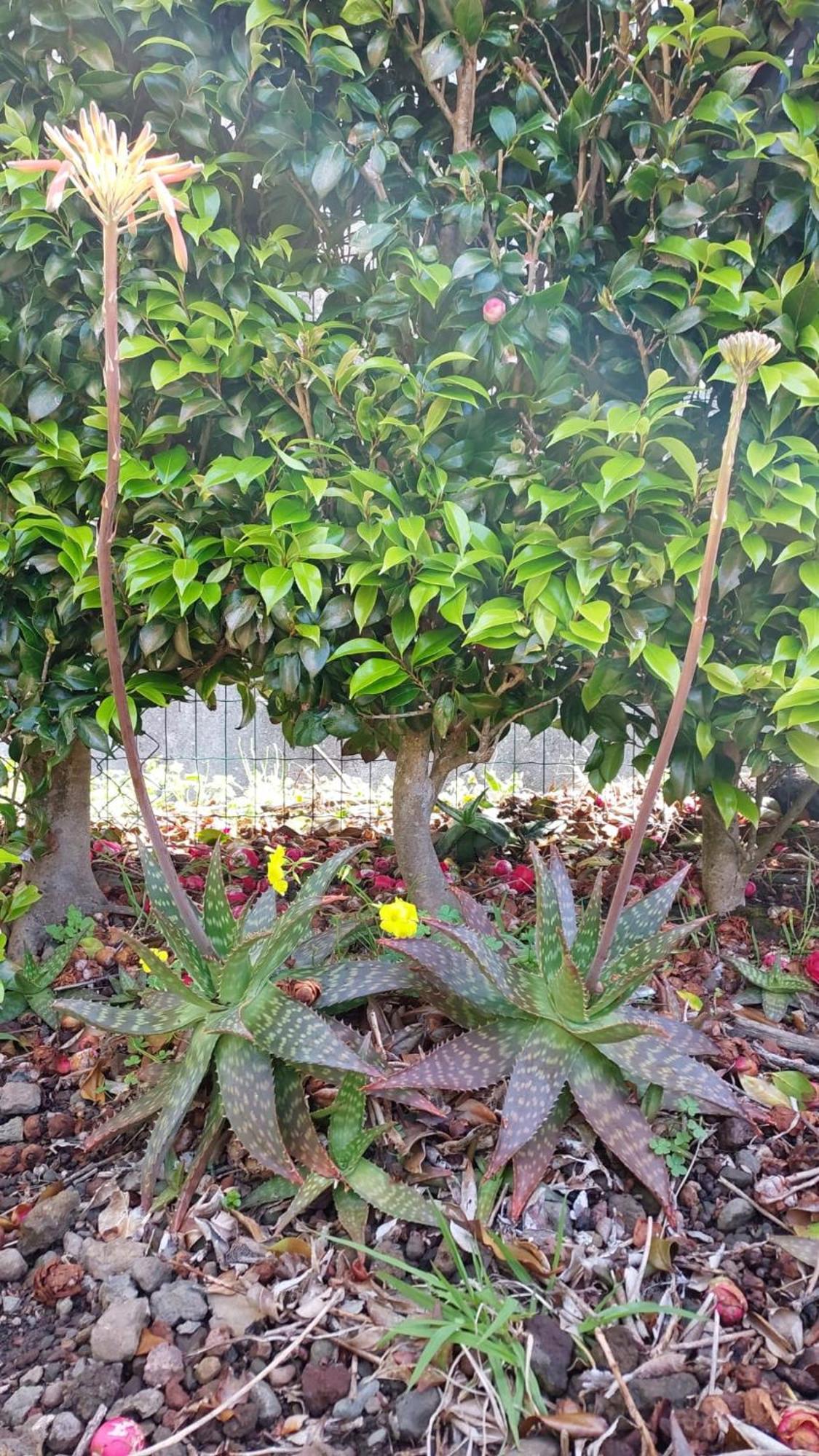 Lajes das Flores Retiro Das Camelias 1 מראה חיצוני תמונה